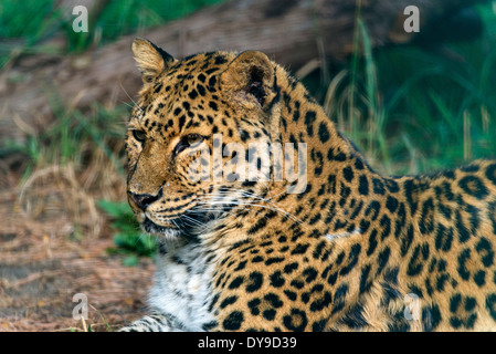 Amur Leopard, panthera pardus orientalis, leopard, animal, portrait, USA, United States, America, Stock Photo