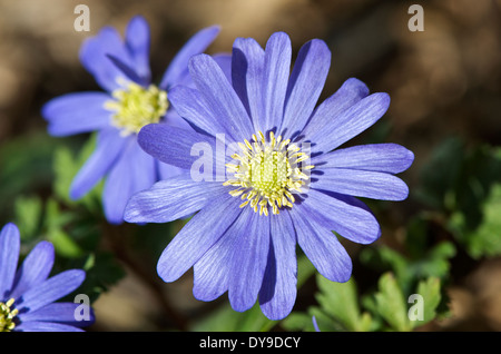 Anemone blanda flowers in sunshine Stock Photo