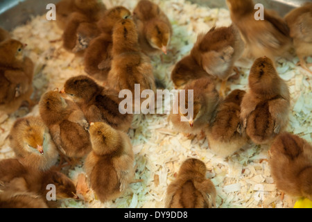 Chicks are ready for sale at a rural hardware store in time for Easter. Stock Photo