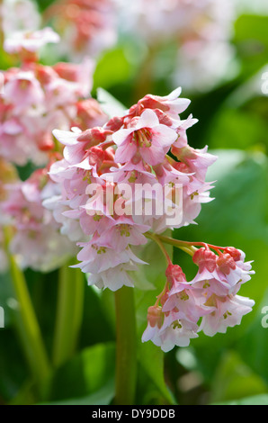 Pink Bergenia cordifolia flowers in Spring Stock Photo