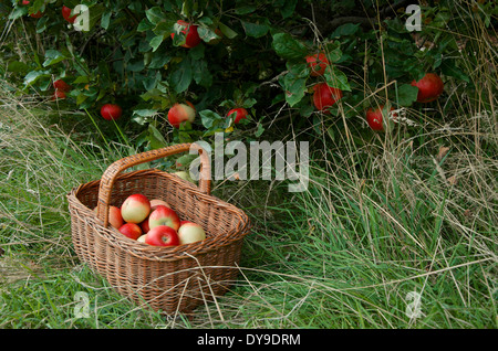 Discovery apples on trees and in an old wicker basket on the grass Stock Photo