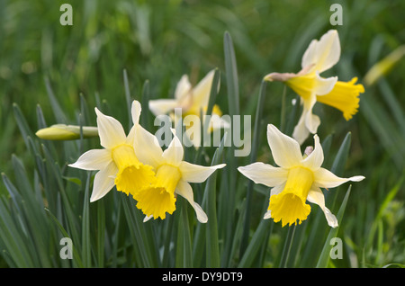 Wild daffodils known as Lent Lilies growing in long grass. Stock Photo