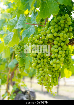 Closeup view of grape plants growing in a vineyard on Waiheke Island, New Zealand Stock Photo