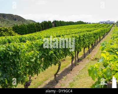 Grapes growing in the Wild on Waiheke vineyard on Waiheke Island, New Zealand Stock Photo