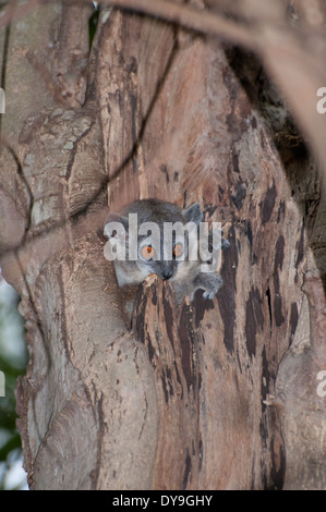 White-footed sportive lemur (Lepilemur leucopus) peering from a tree hole. Stock Photo