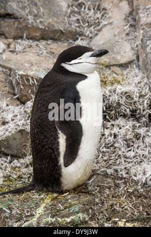 A Chinstrap Penguin, Pygoscelis antarctica, at Hannah Point on Livingston Island in the South Shetland Islands, Antarctic Stock Photo