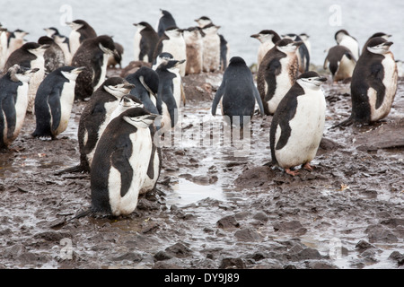 Chinstrap Penguins, Pygoscelis antarctica, at Hannah Point on Livingston Island in the South Shetland Islands, Antarctic Stock Photo