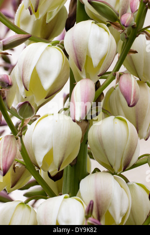 Flowers of Yucca gloriosa 'Variegata' in a Plymouth garden Stock Photo