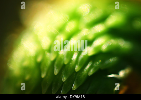 The wonders of nature Stock Photo