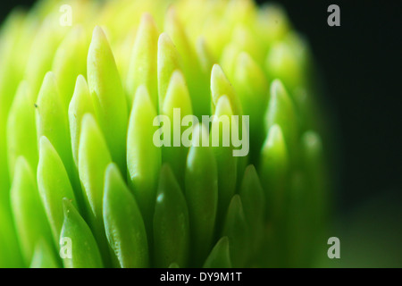 The wonders of nature Stock Photo