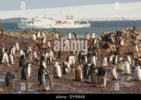 Chinstrap Penguins, Pygoscelis antarctica, at Hannah Point on Livingston Island in the South Shetland Islands, Antarctic Stock Photo