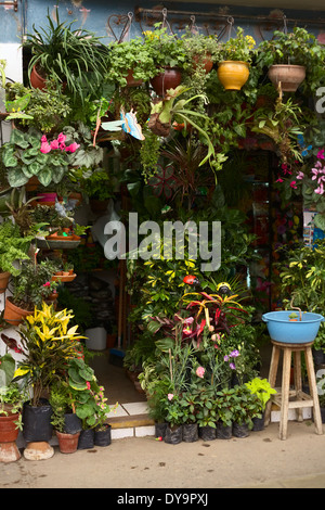 Shop selling potted plants in Lima, Peru Stock Photo