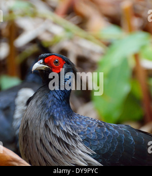 A Kalij Pheasant forages for food in Volcano National Park on the Big Island of Hawaii. Stock Photo