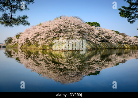 Castle outter moat during the spring season in Hikone, Japan. Stock Photo