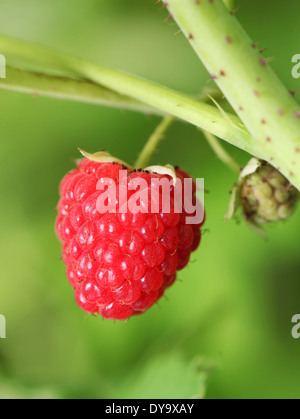 Red raspberry on the bush. Macro shot. Stock Photo