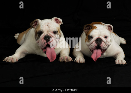 Two English Bulldogs Stock Photo