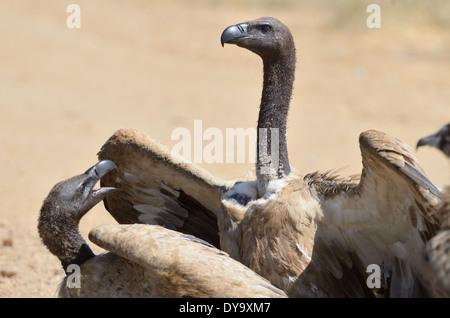 Fight of two White backed Vulture scavenging on dead elephant carcass ...