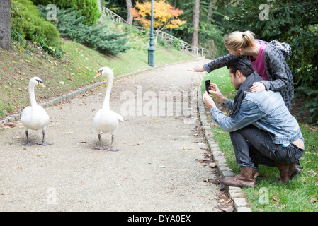 Couple in park photographing pair of mute swans walking along path Stock Photo