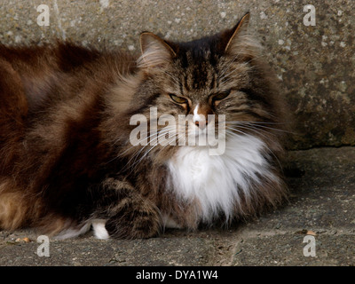 Fluffy tortoiseshell cat, UK Stock Photo