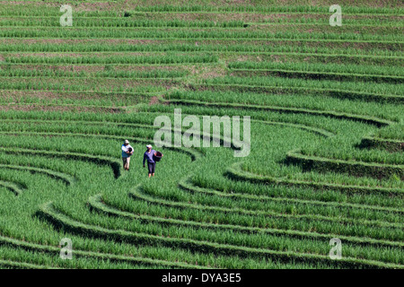 Two people working on rice field in region of Antosari and Belimbing, near the road from Antosari to Pupuan, Bali, Indonesia Stock Photo