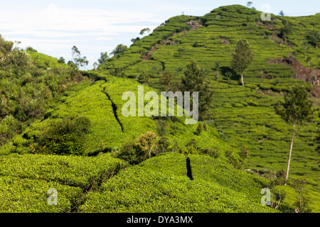 Tea (Camellia sinensis) bushes on tea plantation near Ciwidey, West Java, Indonesia Stock Photo