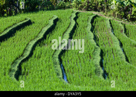 Rice field in region of Antosari and Belimbing, near the road leading from Antosari to Pupuan, Tabanan Regency, Bali, Indonesia Stock Photo