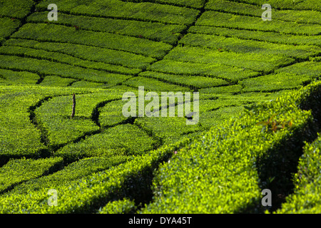 Rows of tea (Camellia sinensis) bushes on tea plantation near Ciwidey, West Java, Indonesia Stock Photo