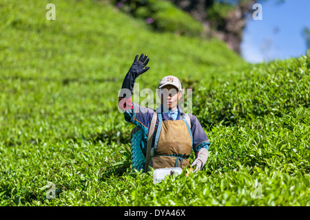 Man harvesting tea (Camellia sinensis) on tea plantation near Ciwidey, West Java, Indonesia Stock Photo