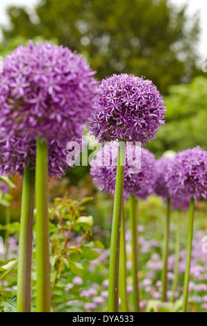 Allium giganteum, ornamental onion, diagonal, purple, green, allium, purple balls, green stem Stock Photo