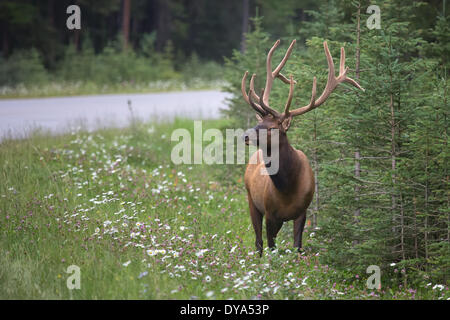 Alberta, Banff, national park, deer, stag, Canada, North America, Rocky Mountains, mammals, animals, Stock Photo