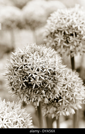 Allium giganteum, ornamental onion, diagonal, allium, black and white Stock Photo