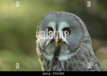 Great gray owl, grab bird, grab birds, owl, portrait, bird of prey, animal world, bird, European, Strix nebulosa, bird Stock Photo