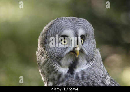 Great gray owl, grab bird, grab birds, owl, portrait, bird of prey, animal world, bird, European, Strix nebulosa, bird Stock Photo