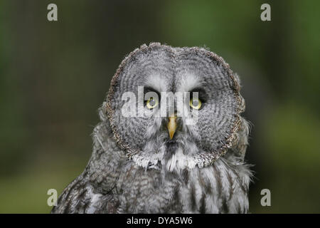 Great gray owl, grab bird, grab birds, owl, portrait, bird of prey, animal world, bird, European, Strix nebulosa, bird Stock Photo