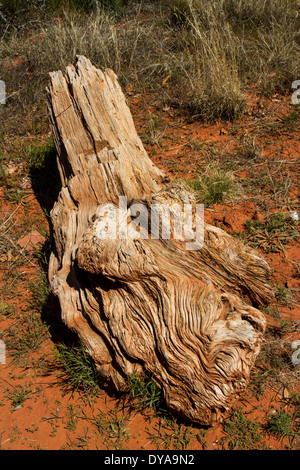 Dead tree, Baldwin Trail, Sedona, Arizona, USA Stock Photo