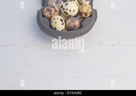 Quail eggs are small and colourful. They can be eaten raw or  cooked. The Quail eggs are in a carton. Stock Photo