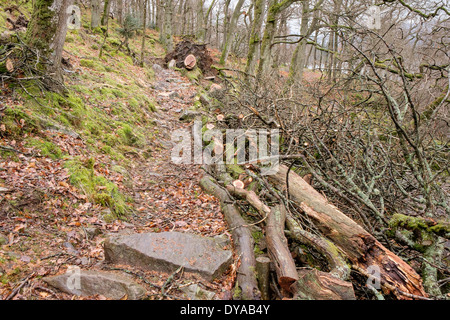 Fallen trees on woodland footpath beside Ullswater in Lake District National Park, Howtown, Cumbria, England, UK, Britain Stock Photo