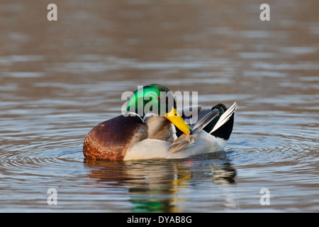 Mallard / Wild Duck (Anas platyrhynchos) male / drake in lake preening feathers of breeding plumage in spring Stock Photo