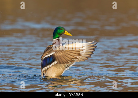 Mallard / Wild Duck (Anas platyrhynchos) male / drake in lake flapping wings in breeding plumage in spring Stock Photo