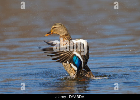 Mallard / Wild Duck (Anas platyrhynchos) female in lake flapping wings in breeding plumage in spring Stock Photo