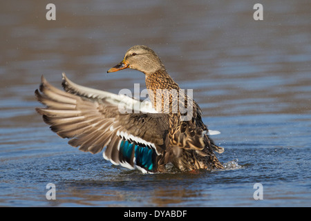 Mallard / Wild Duck (Anas platyrhynchos) female in lake flapping wings in breeding plumage in spring Stock Photo