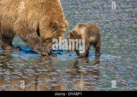 Two Grizzly Bears, Mother and Spring Cub, Ursus arctos, clamming in the tidal flats of the Cook Inlet, Alaska, USA Stock Photo