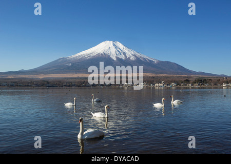 Japan, Asia, Lake Yamanaka, Swans, birds, Yamanaka, clear, Fuji, lake, mount, reflection, snow Stock Photo