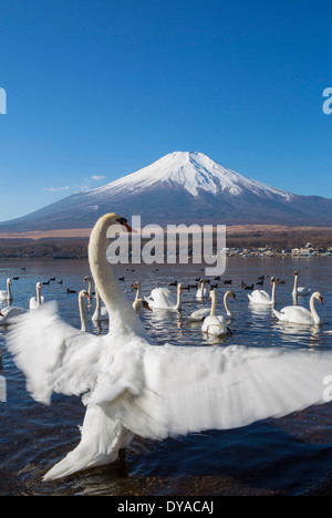Japan, Asia, Lake Yamanaka, Swans, birds, Yamanaka, clear, Fuji, lake, mount, reflection, snow, touristic, travel Stock Photo