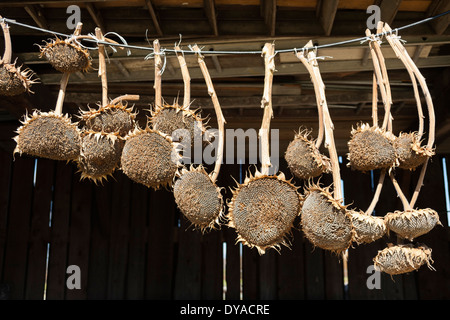Dried sunflower heads hanging in barn Stock Photo