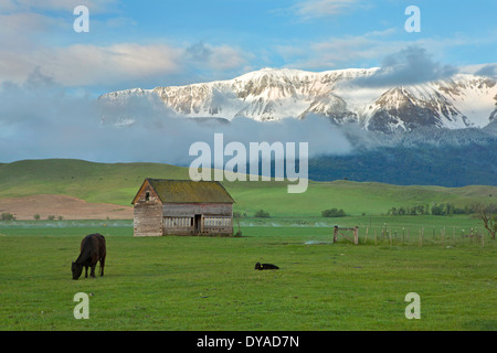 A cow grazes in the agricultural and ranching area near Joseph, Oregon lies below the Wallowa Mountains in the spring. USA Stock Photo