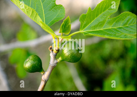 TWO FIGS GROWING ON A FIG TREE IN ITALY Stock Photo