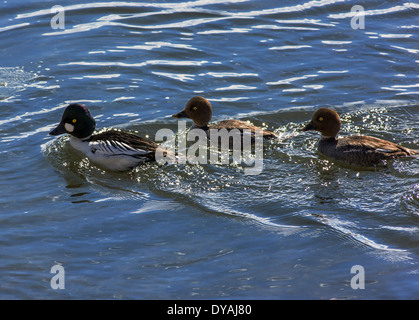 Goldeneye, or Whistler, duck with young swimming in Soda Butte Creek, Yellowstone National Park, Wyoming, USA Stock Photo
