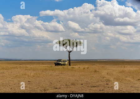 a 4x4 car under a acacia tree in the savannah of Masai Mara, Kenya,  Africa Stock Photo