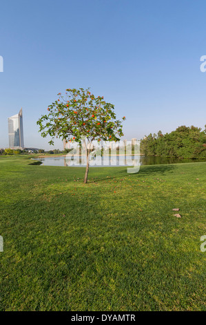 Image of Lone Tree at Emirates Golf Club in Dubai, UAE Stock Photo